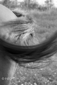 Alafair's Horse - Back 2