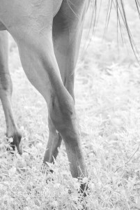 Alafair's Horse - Back 3