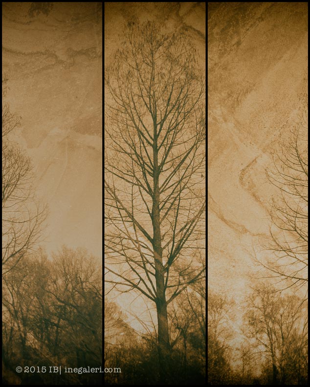 Cypress Triptych by Ine Burke-1