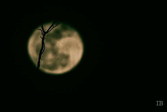 MOON by Ine Burke-1A