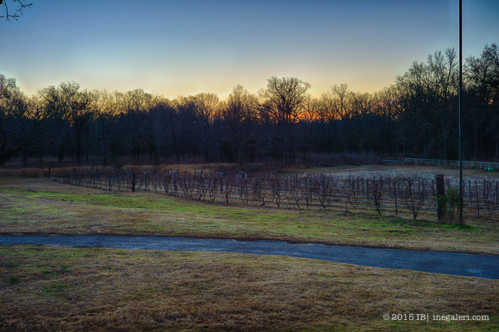 Morning Light Jan2015-1