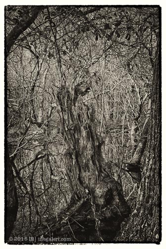 BW Slough by Ine Burke 2015-1