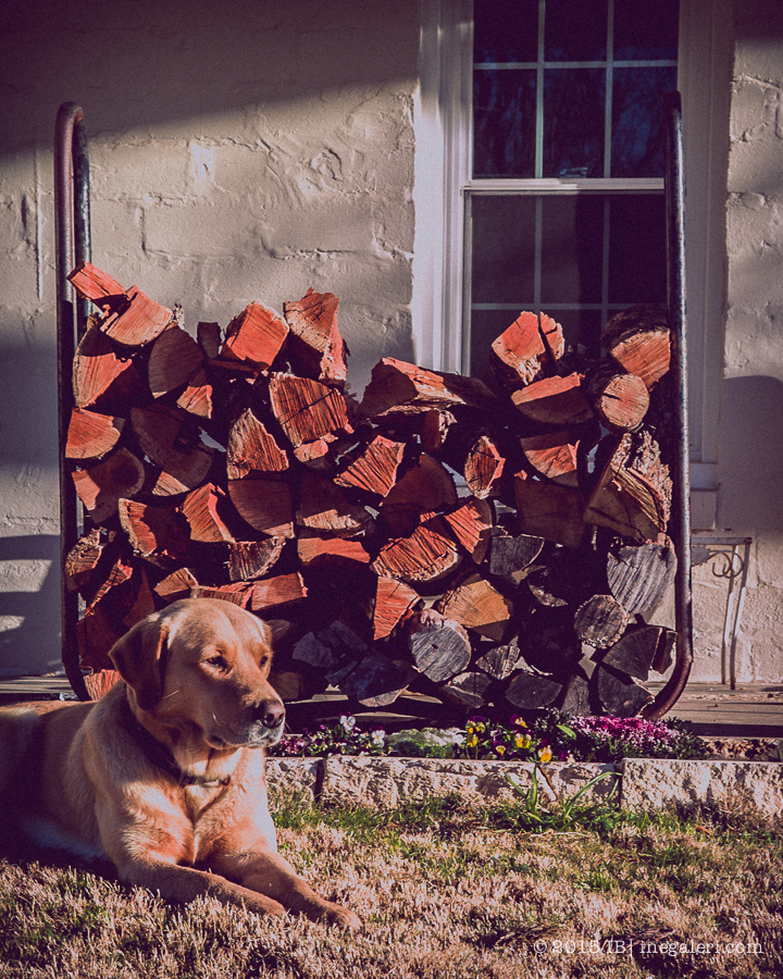 Hank watching in morning | Feb 2015-3