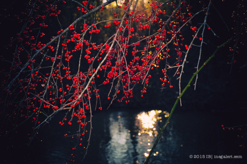 Possumhaw by the Bridge-1