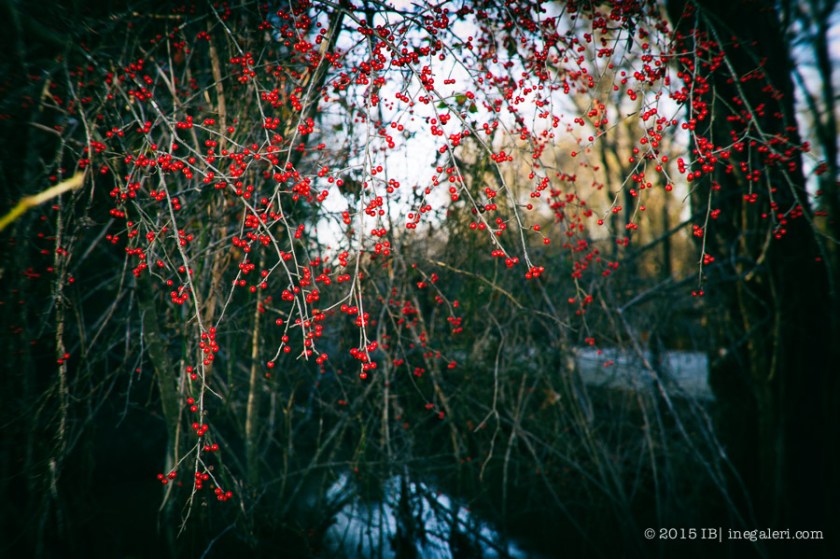 Possumhaw by the Bridge-3