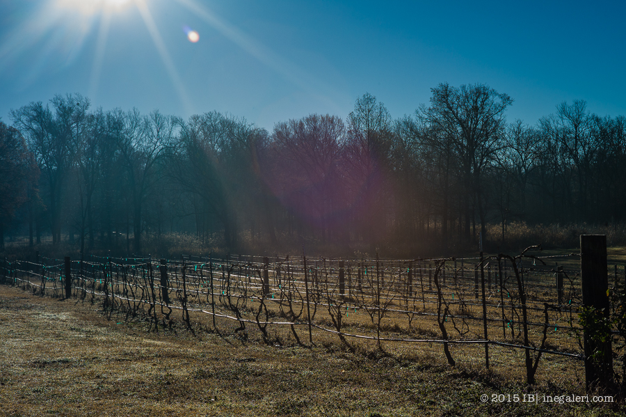 Vineyard in morning | Feb 2015-1