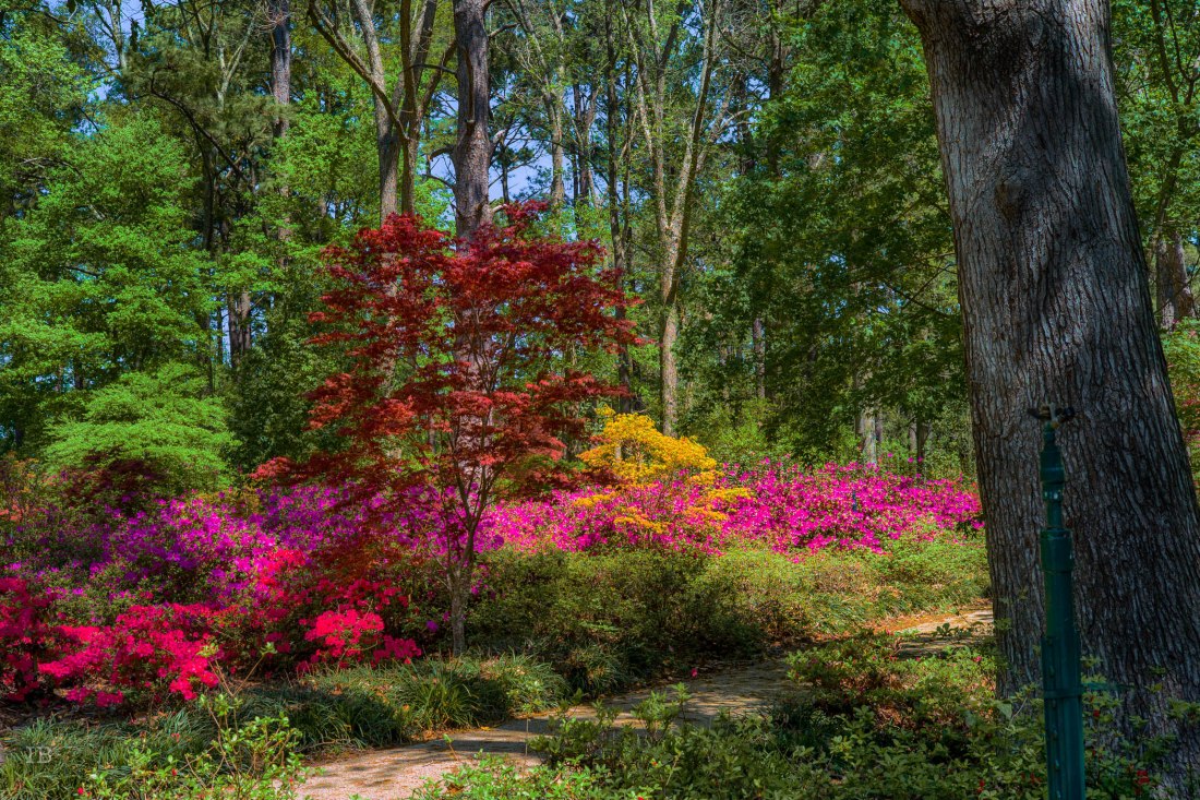 Azalea Trail 1 