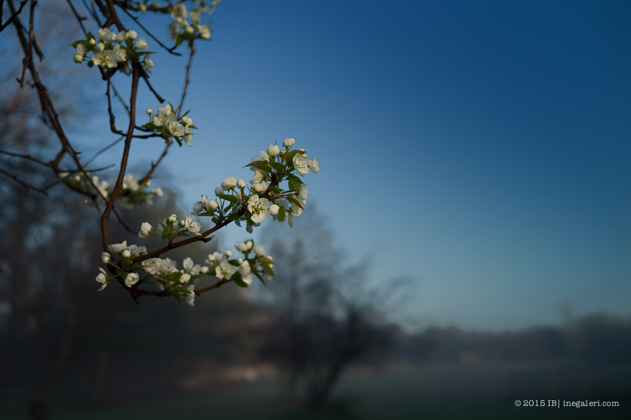 The Beginning of Spring 2015 | IBurke-1