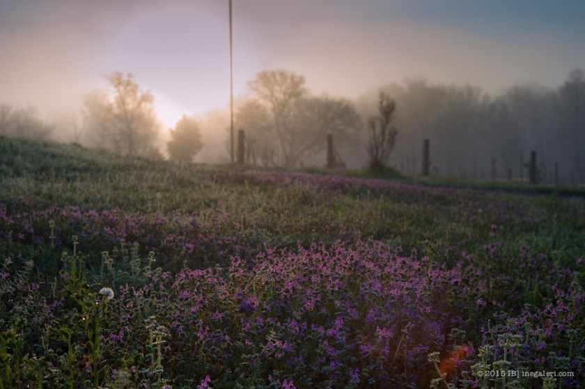 The Beginning of Spring 2015 | IBurke-4