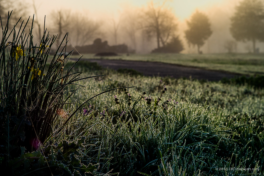 The Beginning of Spring 2015 | IBurke-5