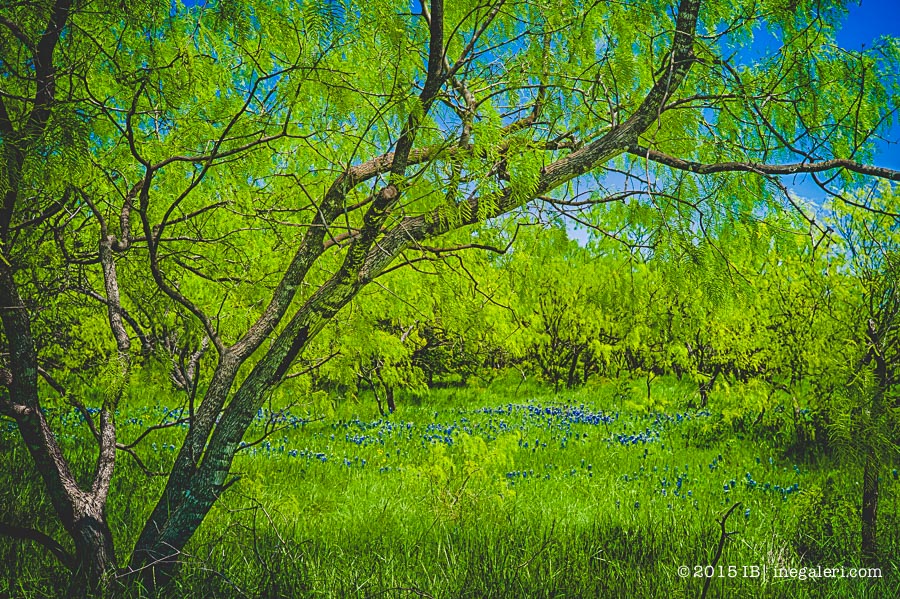 Patches of blue bonnet among mesquite trees