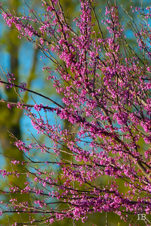 Red Bud Tree 2015 |IB-18