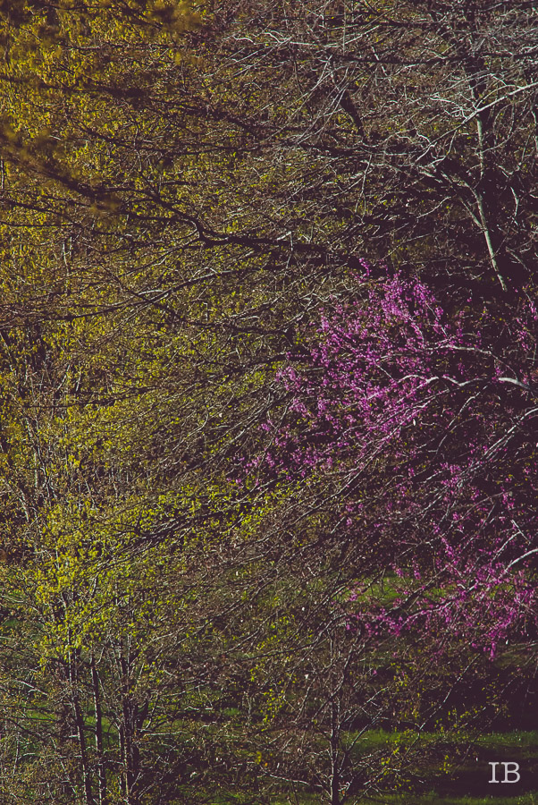 Red Bud Tree 2015 |IB-3