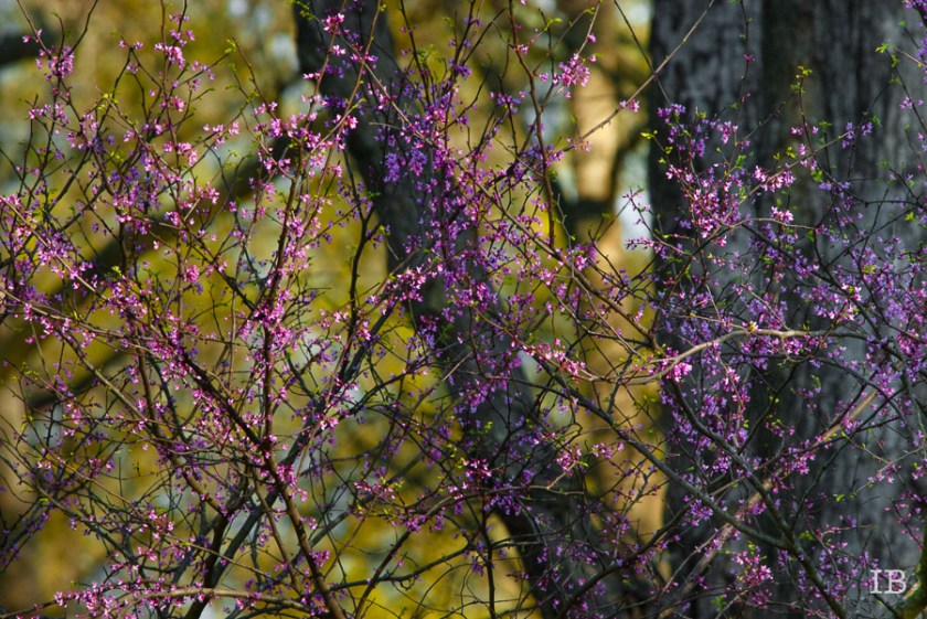 Red Bud Tree 2015 |IB-4