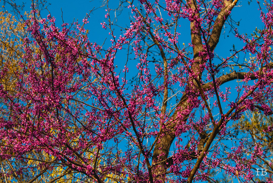 Red Bud Tree 2015 |IB-7
