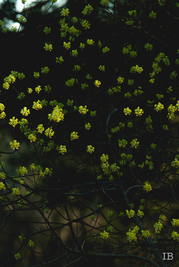 Sassafras Tree 2015 |IB-13