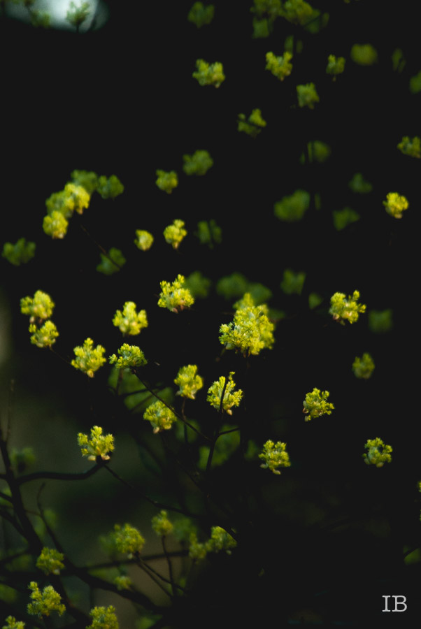 Sassafras Tree 2015 |IB-14