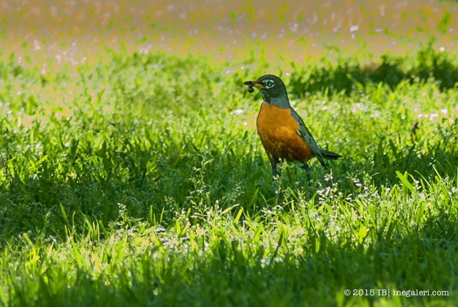 SGoodes 2 |IBurke-10