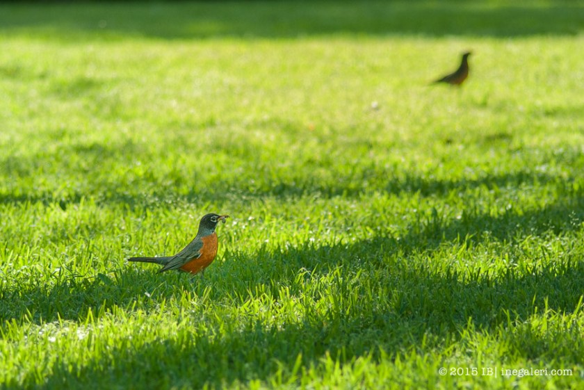 SGoodes 2 |IBurke-11