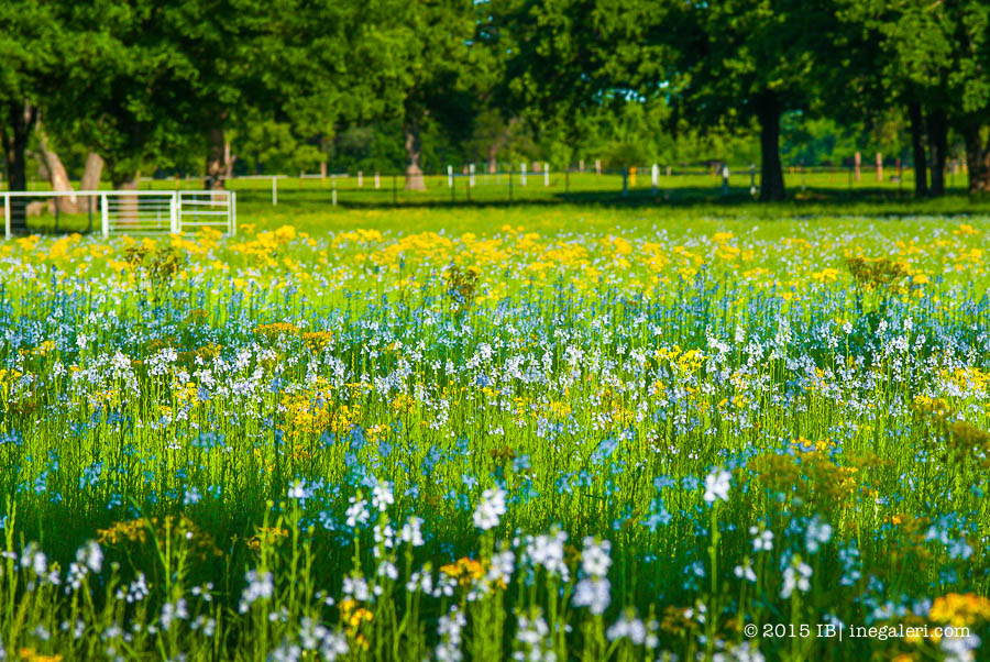 Spring 2015 April |IBurke-2