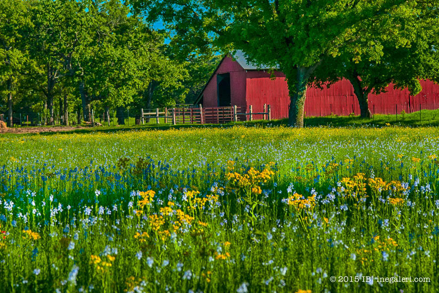 Spring 2015 April |IBurke-3