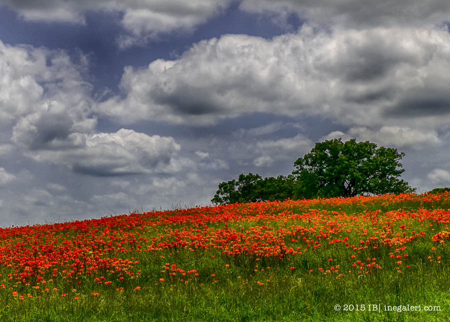 Spring 2015 April |IBurke-6