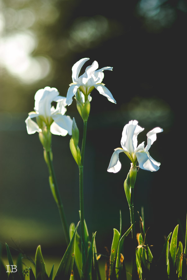 Spring Iris 2015 |IB-1