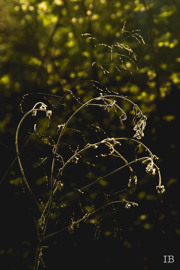 Spring Weed 2015 |IB-12