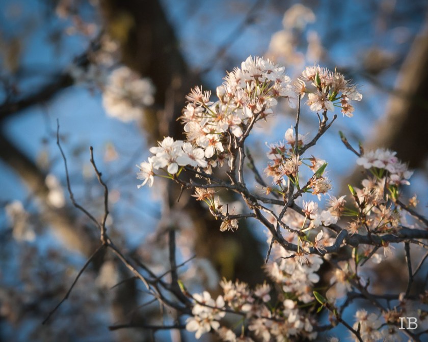 Wild Tree 2015 |IB-10