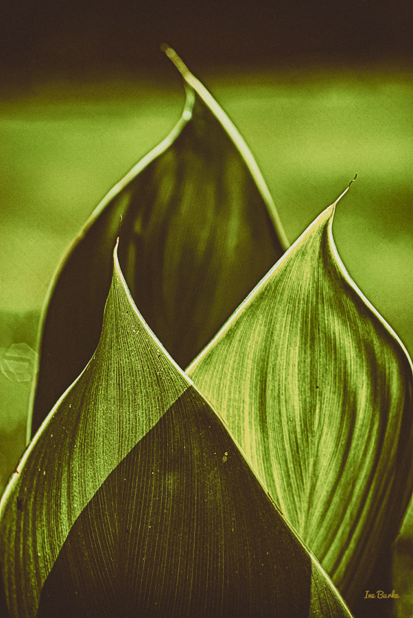 Canna Lily Leaf-1