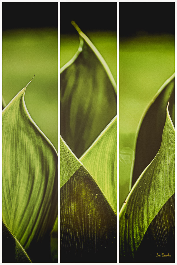 Canna Lily Leaf-2