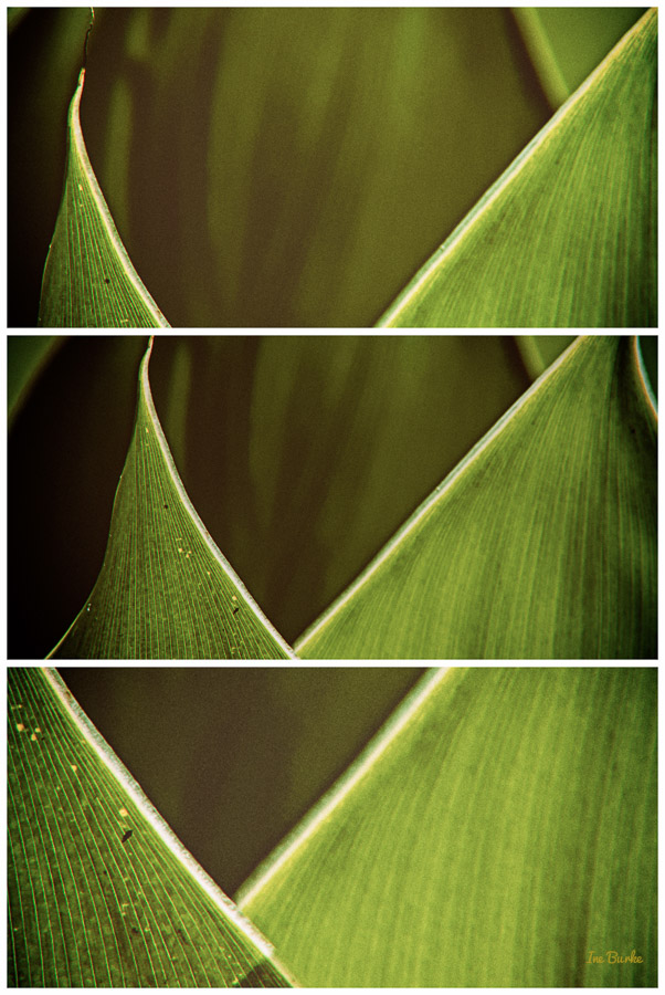 Canna Lily Leaf-3