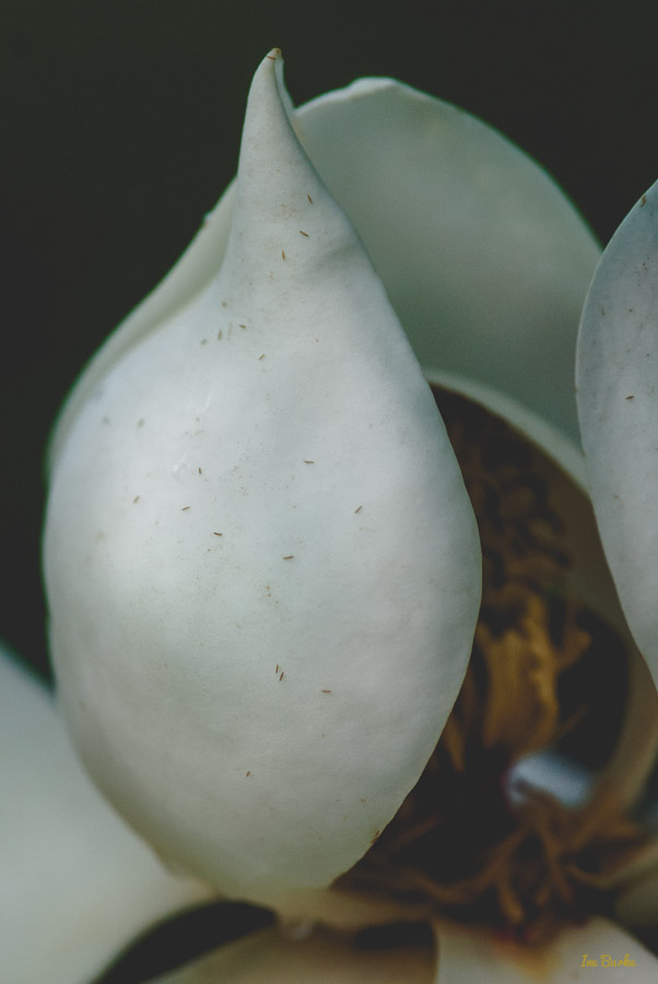 Magnolia by Ine Burke-1