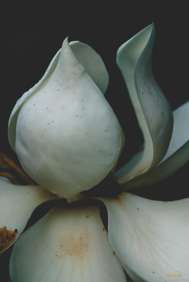 Magnolia by Ine Burke-2