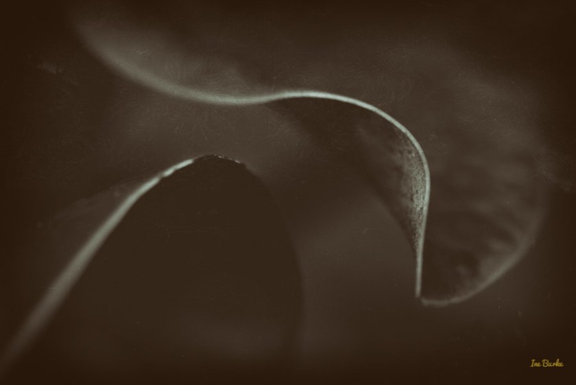 Magnolia Leaf by Ine Burke-1