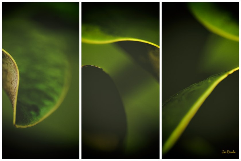 Magnolia Leaf by Ine Burke-2