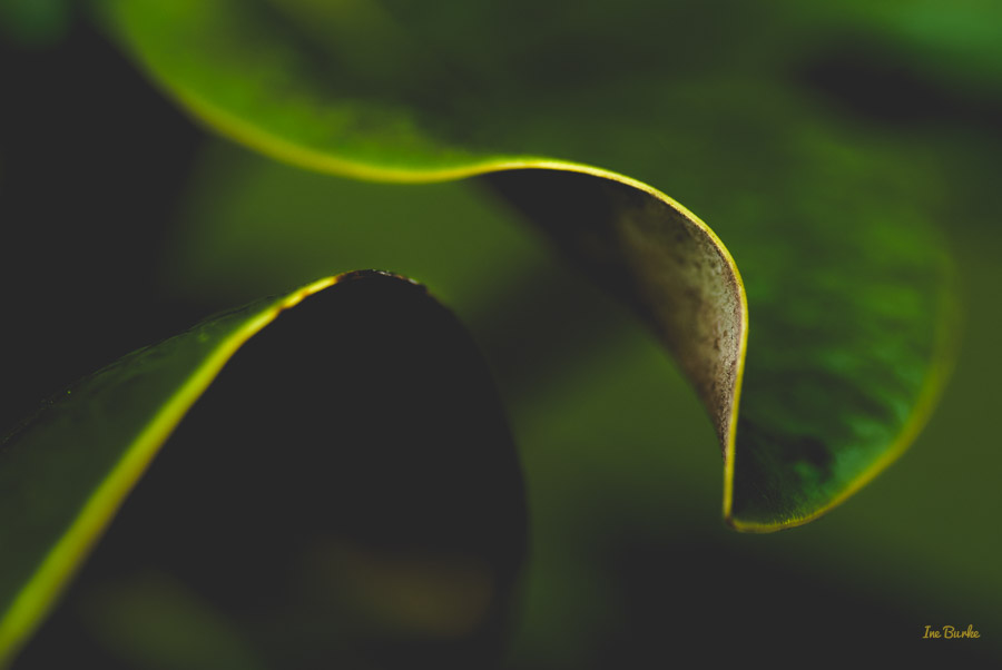 Magnolia Leaf by Ine Burke-3