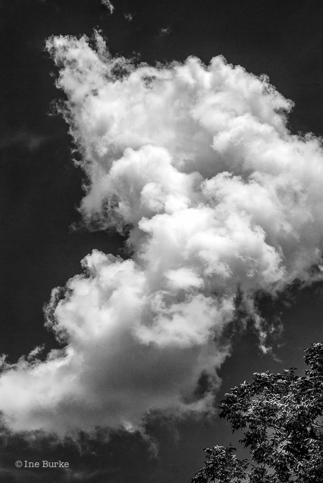 Clouds Mocking Trees by Ine Burke-1