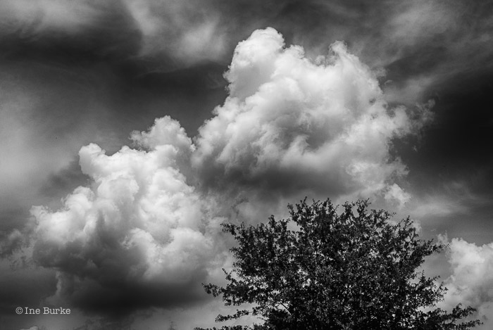 Clouds Mocking Trees by Ine Burke-2