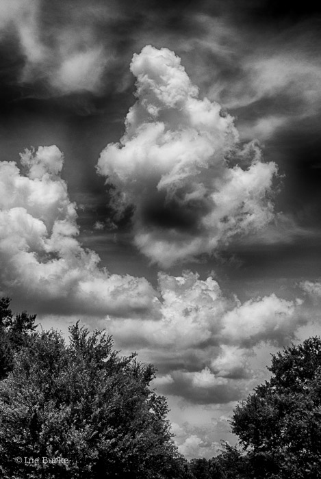Clouds Mocking Trees by Ine Burke-4