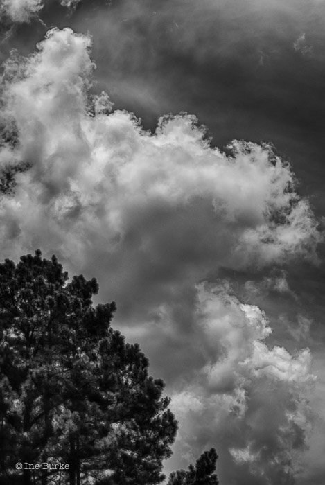 Clouds Mocking Trees by Ine Burke-5
