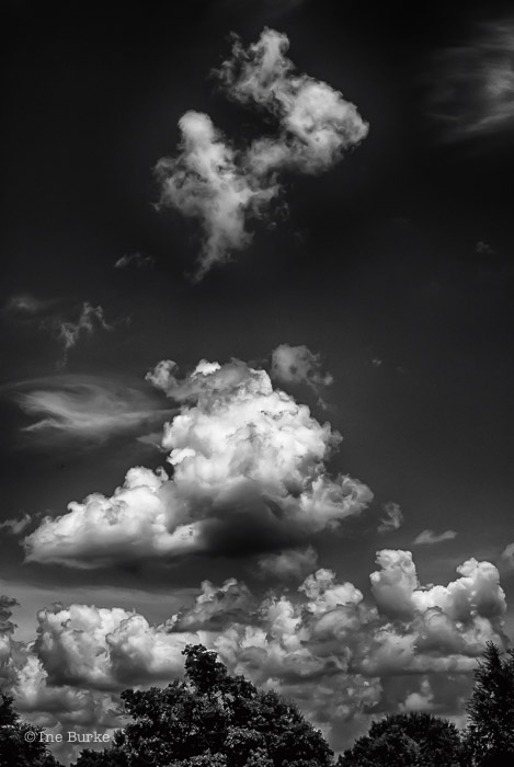 Clouds Mocking Trees by Ine Burke-6