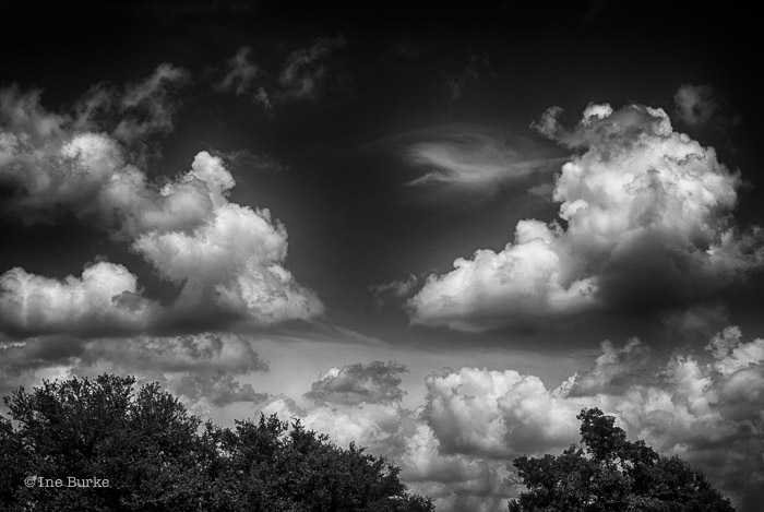 Clouds Mocking Trees by Ine Burke-7