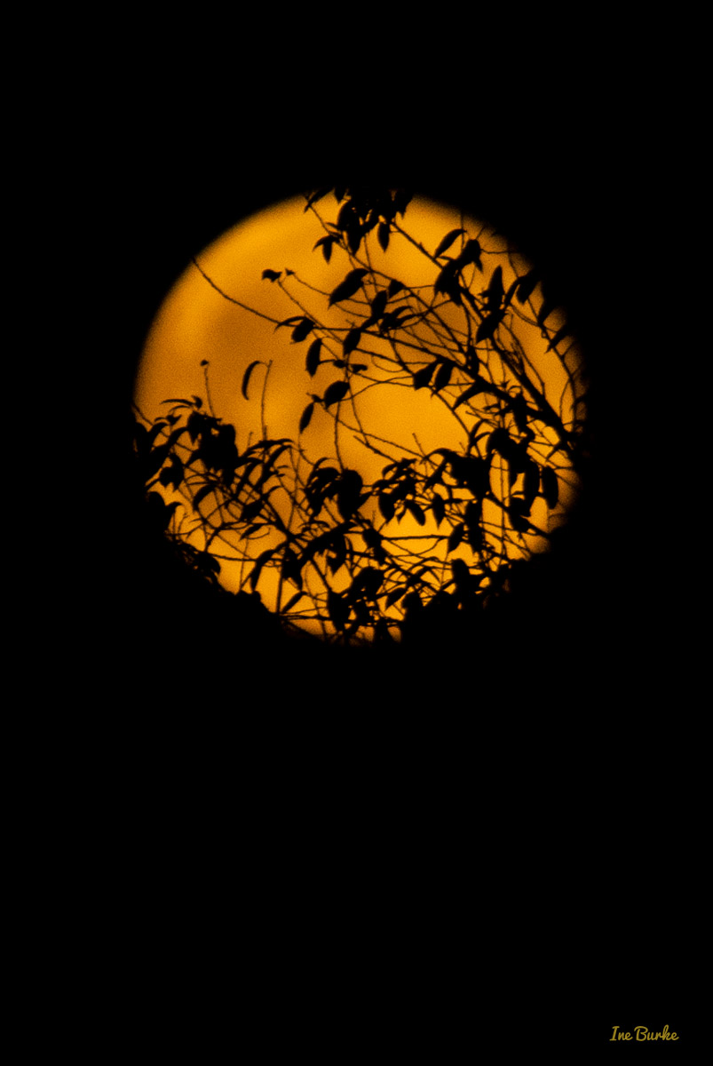 20150829-149_0136Sturgeon Moon