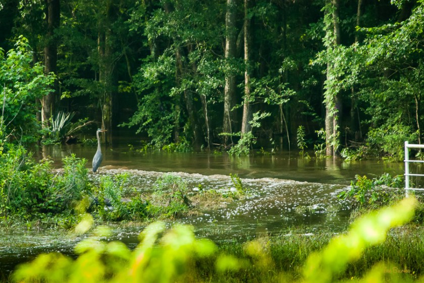 End May 2015 Flood-0039