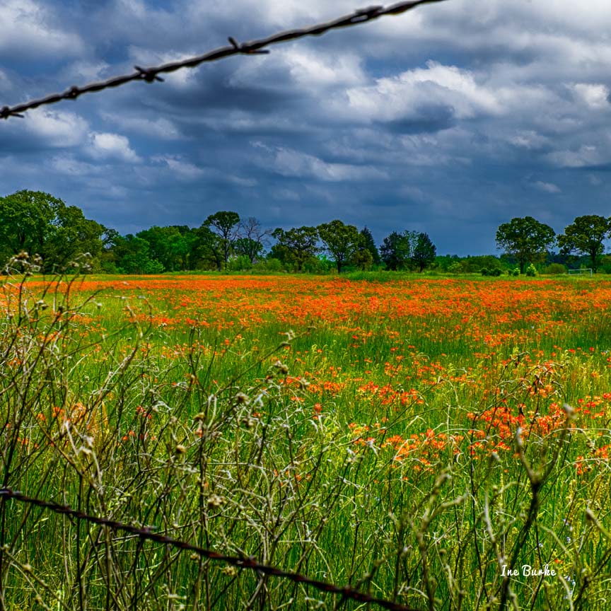 Indian Paintbrush Edgewood IBurke-S