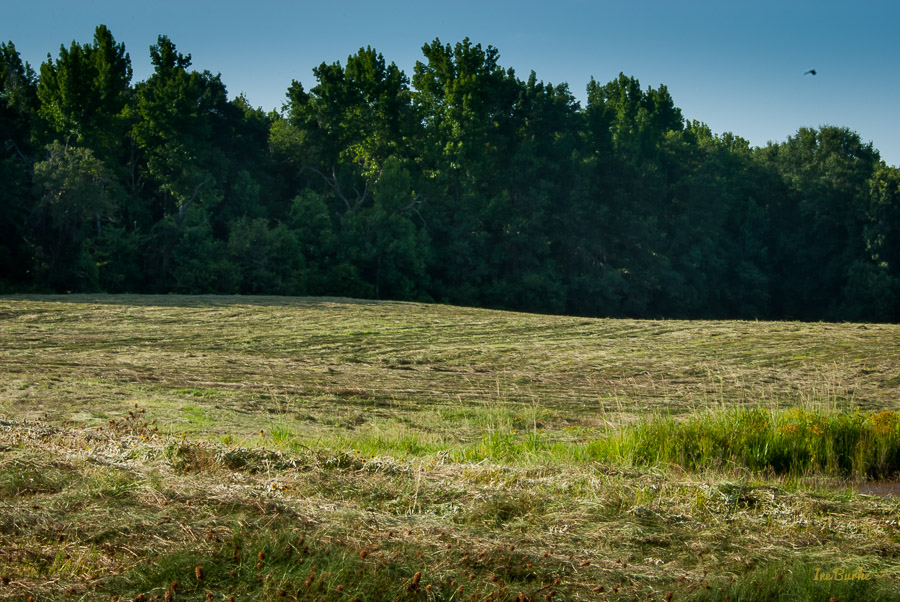 July 2015 Hay Mowing-0082