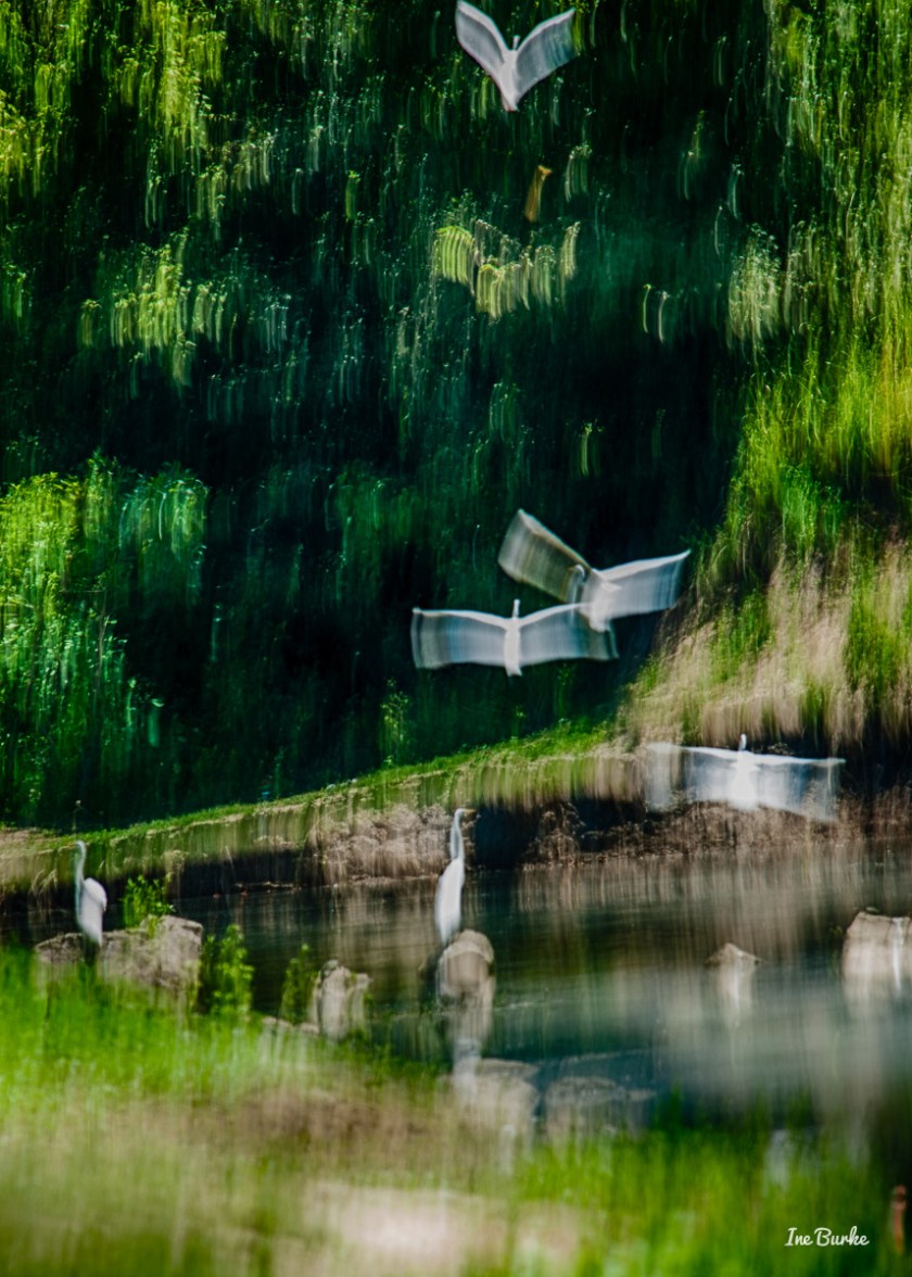 Sabine River Headwaters IB-3