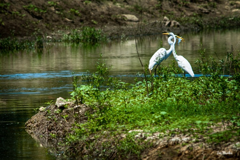 Sabine River Headwaters IB-7
