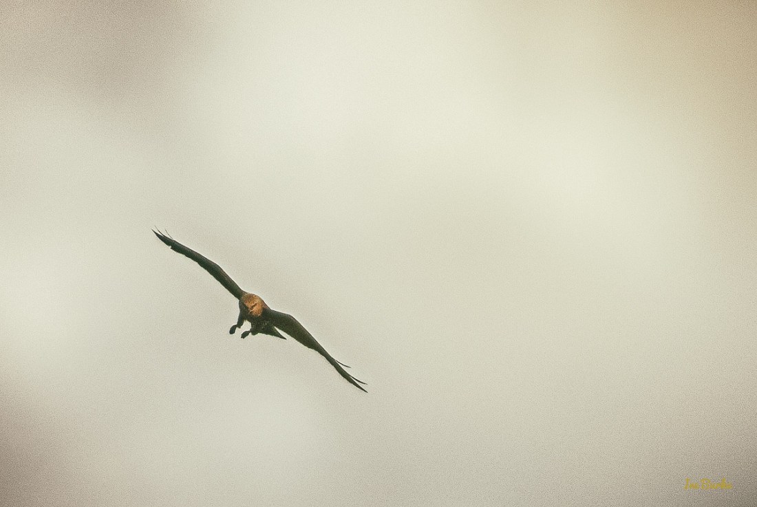 20150819-149_0063_Hawk Flights